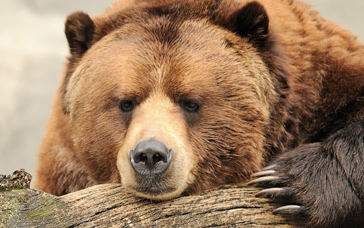 Красива голяма кафява мечка, мечка, кафява мечка, HD тапет