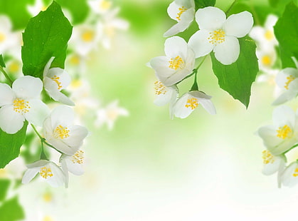 Цветя, Цвят, Земя, Жасмин, Бяло цвете, HD тапет HD wallpaper