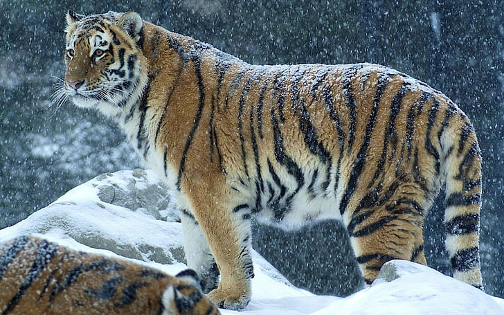 Bengal tigers, snow, wildlife, mountains, HD wallpaper