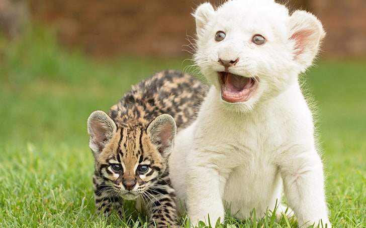 白虎の子、虎、大きな猫、若い、草、 HDデスクトップの壁紙