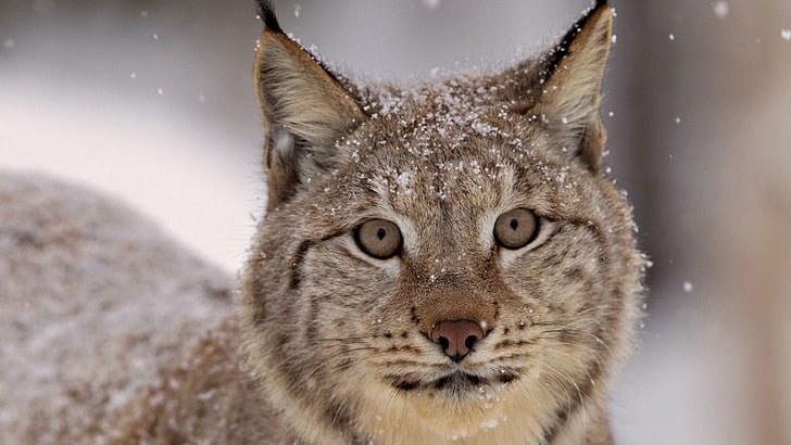 Lynx, moncong, salju, kepingan salju, lynx, Wallpaper HD