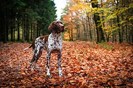 Dogs, German Shorthaired Pointer, Dog, HD wallpaper HD wallpaper