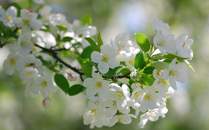 ดอกซากุระสีขาวบาน, สีขาว, เชอร์รี่, ดอกไม้, ดอก, วอลล์เปเปอร์ HD