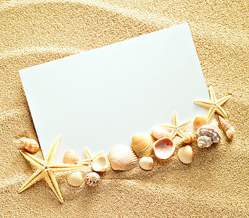 lotto di conchiglie assortite, sabbia, conchiglia, trama, carta, conchiglie, stelle marine, Sfondo HD HD wallpaper