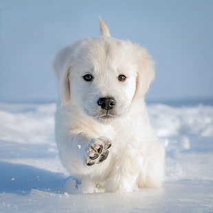invierno, nieve, pata, perro, perrito, perrito, Fondo de pantalla HD HD wallpaper