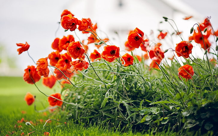 plants, flowers, nature, red flowers, poppies, HD wallpaper