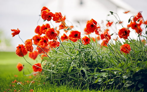 plantes, fleurs, nature, fleurs rouges, coquelicots, Fond d'écran HD HD wallpaper