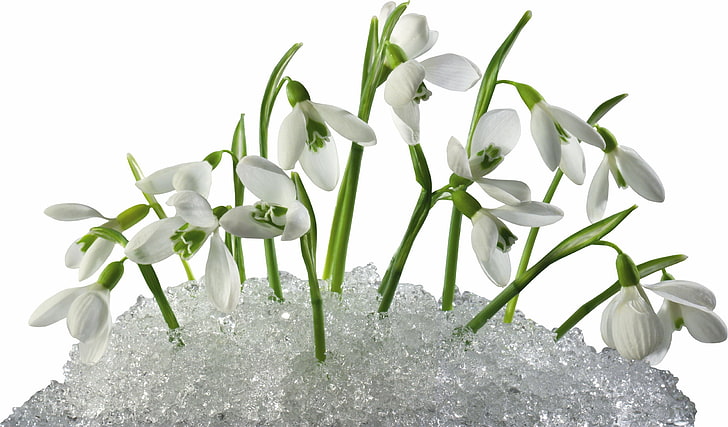 flores de campanillas blancas, campanillas, flores, prímulas, nieve, primavera, Fondo de pantalla HD