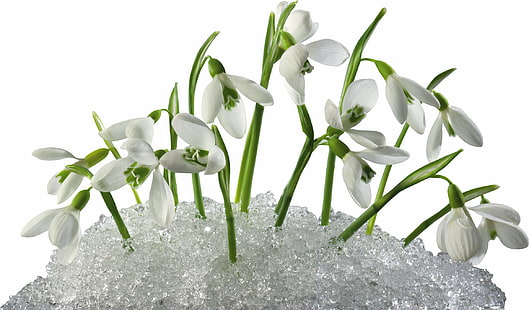 white snowdrop flowers, snowdrops, flowers, primroses, snow, spring, HD wallpaper HD wallpaper