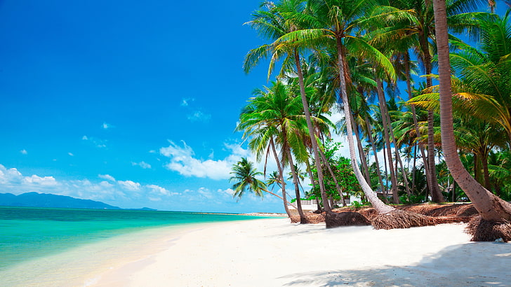 white sand, sandy beach, palm, exotic, tropics, tropical, palm tree, sky, beach, shore, summer, vacation, sea, coast, tree, HD wallpaper