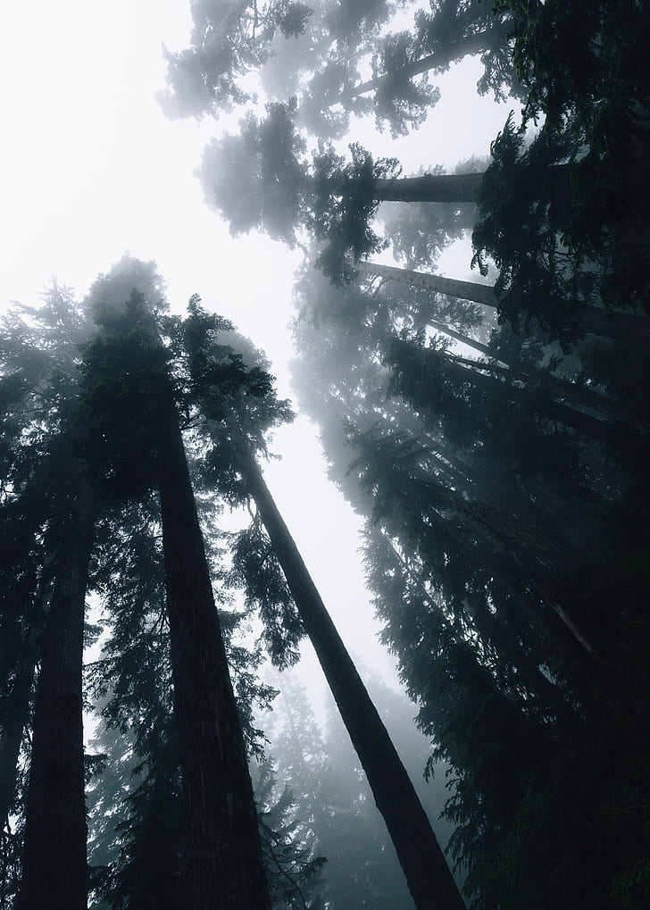 trees, fog, bottom view, forest, sky, light, HD wallpaper