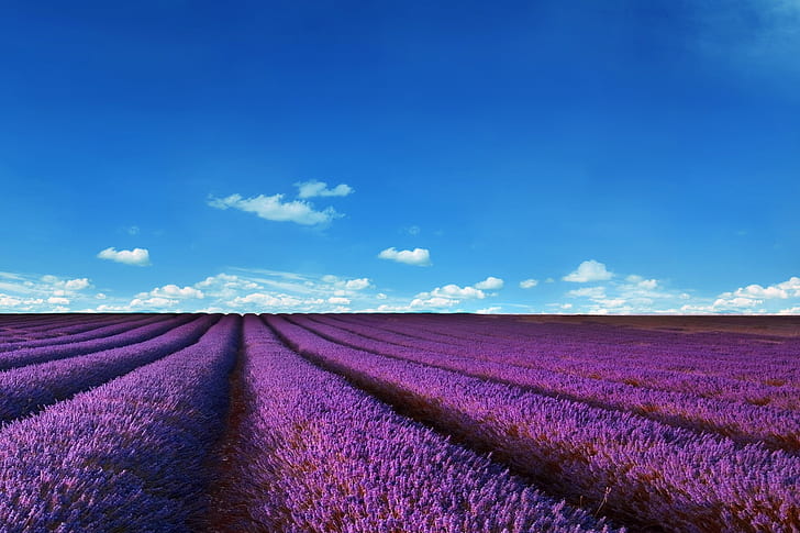 lavender fields hi res, HD wallpaper