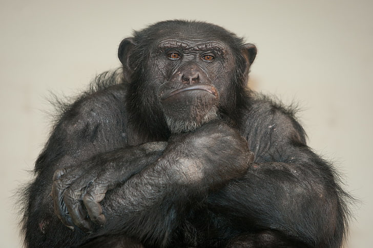 черная обезьяна, обезьяна, шимпанзе, первенство, HD обои