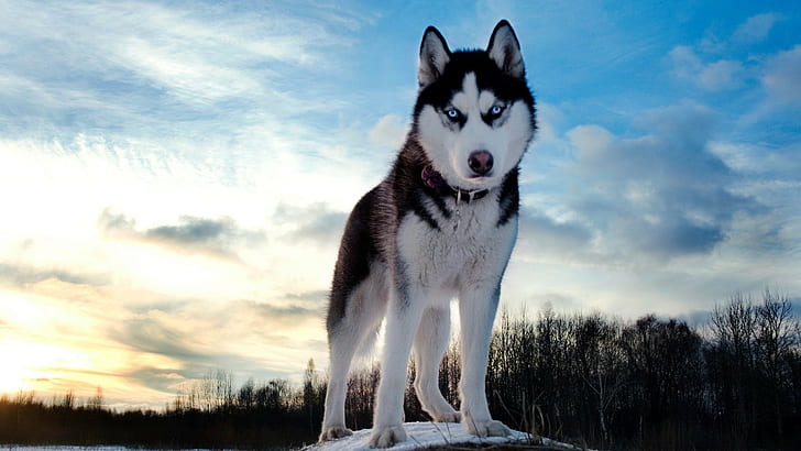 Siberian Husky, dog, animals, HD wallpaper