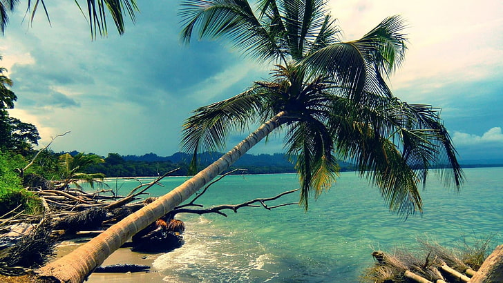 zielone drzewo kokosowe, natura, krajobraz, palmy, tropikalny, morze, wybrzeże, Tapety HD