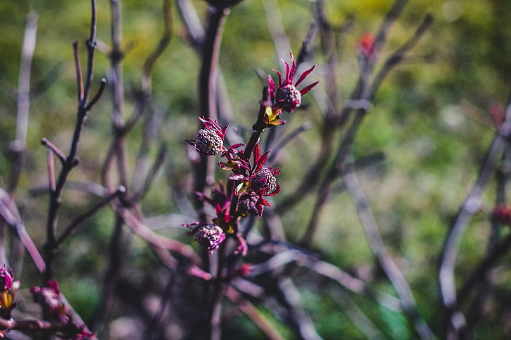 ฤดูใบไม้ผลิดอกไม้ลัตเวียริกาธรรมชาติพืช, วอลล์เปเปอร์ HD