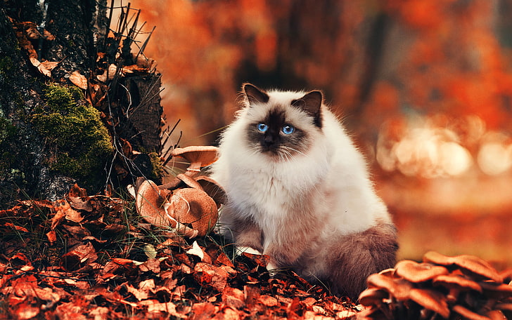 ショートコートの白と茶色の猫、猫、ふわふわ、葉、秋、 HDデスクトップの壁紙