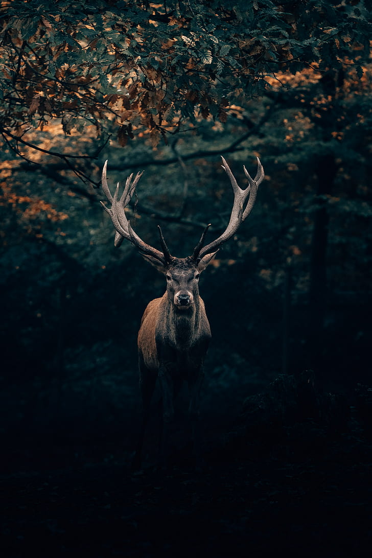 deer, wildlife, horns, branches, forest, HD wallpaper