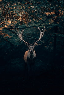 cerf, faune, cornes, branches, forêt, Fond d'écran HD HD wallpaper