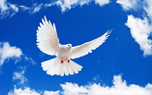 아름다운 흰 비둘기, 국내 비둘기, 동물, 평화, HD 배경 화면 HD wallpaper