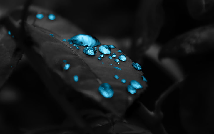 selective color photography of water dew, blue water droplets on leaf digital wallpaper, water drops, leaves, blue, selective coloring, plants, HD wallpaper