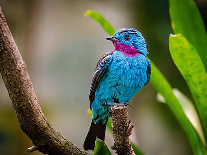 นก, cotinga แพรวพราว, ป่าฝนอเมซอน, ปาซารี, ชมพู, ฟ้า, วอลล์เปเปอร์ HD HD wallpaper