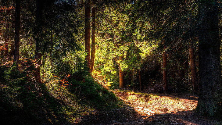 Grüner Wald, Wald, Natur, Landschaft, HD-Hintergrundbild