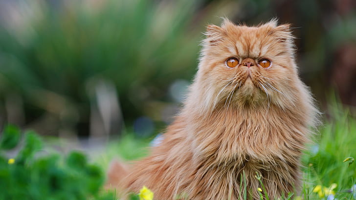 Персидская кошка, пушистый котенок, коричневая длинношерстная кошка, перс, кошка, пушистый котенок, HD обои