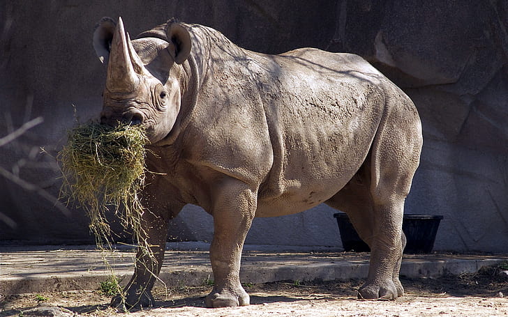 Rinoceronte, Grama, Reserva Natural, HD papel de parede