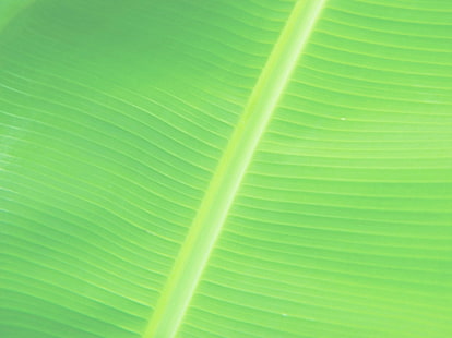 immagini di foglie di banano, Sfondo HD HD wallpaper