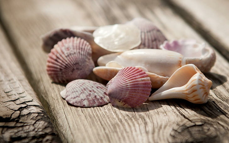 Humeur coquilles, humeur, coquillages, Fond d'écran HD