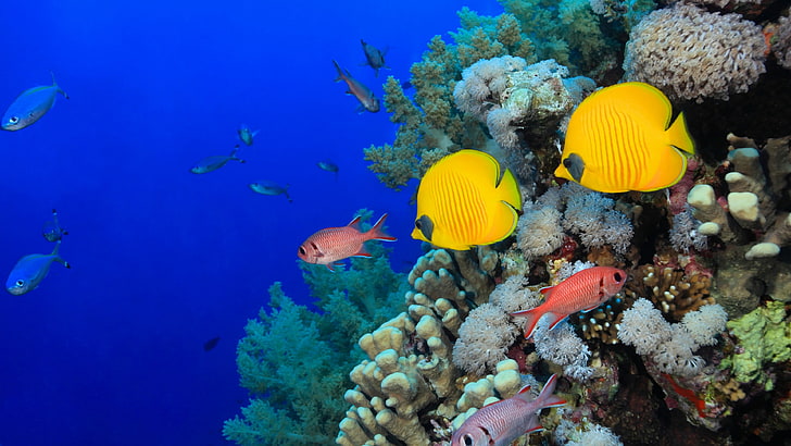 récif de corail, biologie marine, poisson de récif de corail, récif, sous l'eau, corail, poisson, corail pierreux, organisme, eau, océan, Fond d'écran HD
