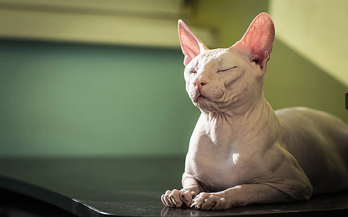 Sphynx bianco, gatto, sfondo, Sfinge, Sfondo HD HD wallpaper