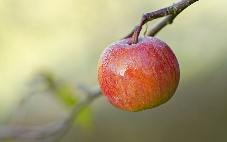 roter Apfel, Äpfel, HD-Hintergrundbild