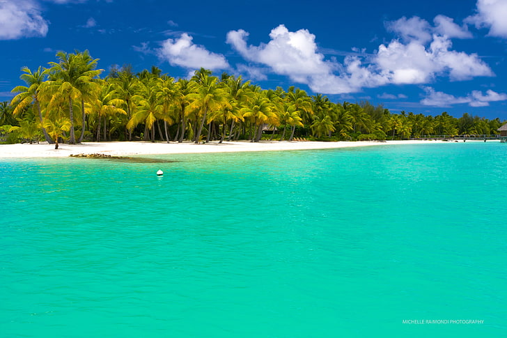 green coconut trees, summer, maldives, tropical, beach, palm trees, HD wallpaper