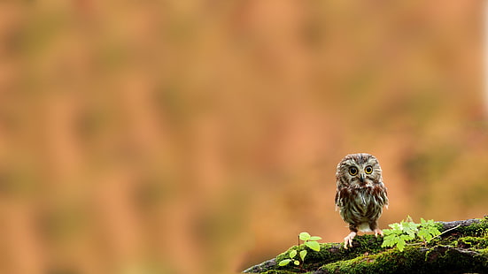 gray owl chick, animals, birds, branch, moss, owl, HD wallpaper HD wallpaper
