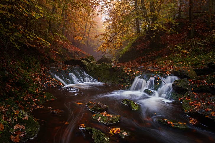 autumn, forest, trees, river, waterfall, Belgium, cascade, fallen leaves, Hoëgne River, HD wallpaper