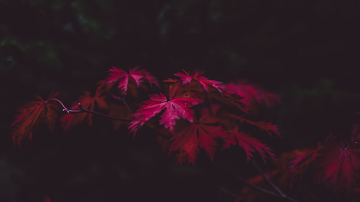 red maple leaves, selective focus photography of pink leaf tree, forest, leaves, fall, HD wallpaper