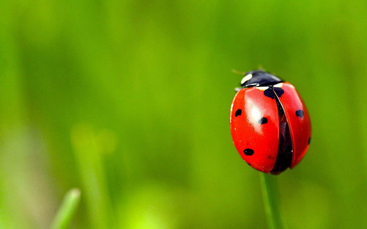 Grass Ladybug, grass, ladybug, HD wallpaper
