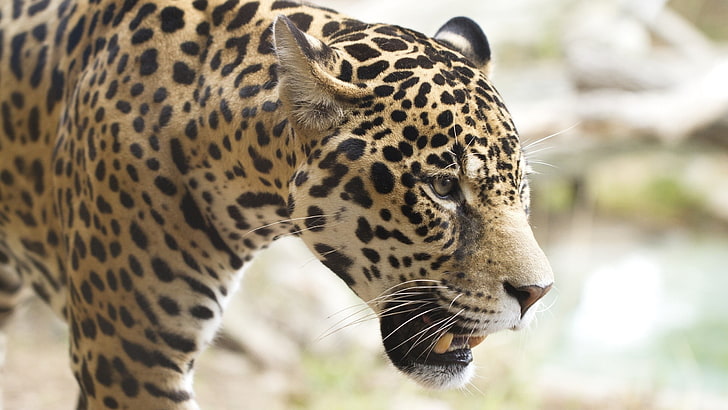 brun och svart leopard plysch leksak, leopard, leopard (djur), djur, stora katter, HD tapet
