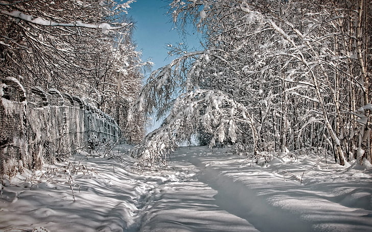 заснеженные деревья, зима, природа, снег, деревья, HD обои