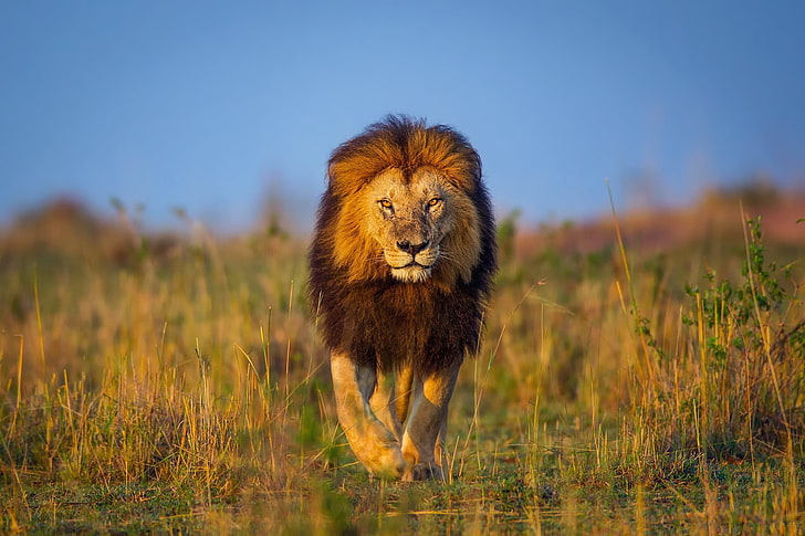 кафяв лъв, ходещ по тревно поле, животни, дива природа, лъв, природа, HD тапет