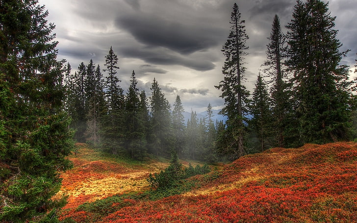 pohon berdaun hijau, musim gugur, kabut, pohon, hutan, Wallpaper HD
