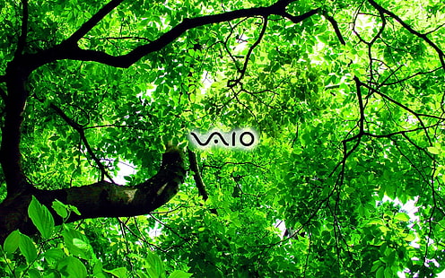 Sony Vaio green, sony vaio, Wallpaper HD HD wallpaper