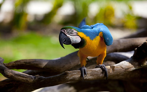 pappagallo, uccelli, ramo, are, animali, Sfondo HD HD wallpaper