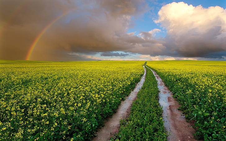 South Africa, fields, wet road, rapeseed flowers, rainbow, sky, clouds, yellow petaled flowers, South, Africa, Fields, Wet, Road, Rapeseed, Flower, Rainbow, Sky, Clouds, HD wallpaper
