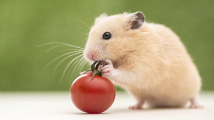Animales, Hamster, Roedor, Tomate, HD wallpaper