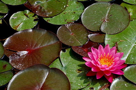 *** Водна лилия ***, цвете Nymphaeaceae, woda, natura, wodne, lilie, kwiaty, природа и пейзажи, HD тапет HD wallpaper