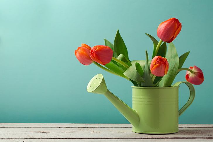 flowers, table, background, tulips, red, lake, green, HD wallpaper