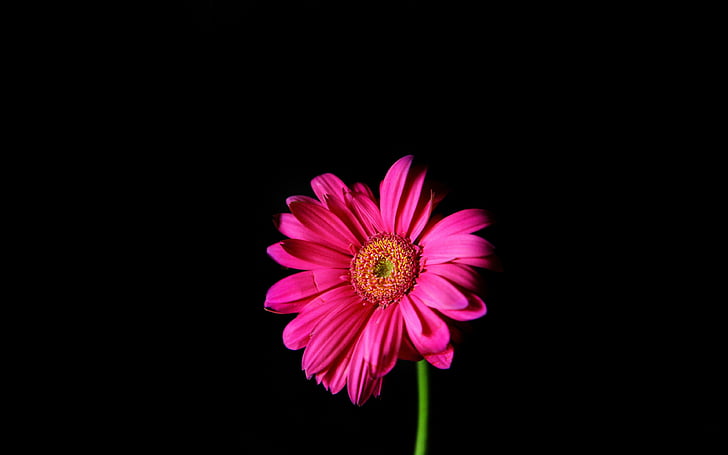 background, black, daisy, flowers, pink, HD wallpaper